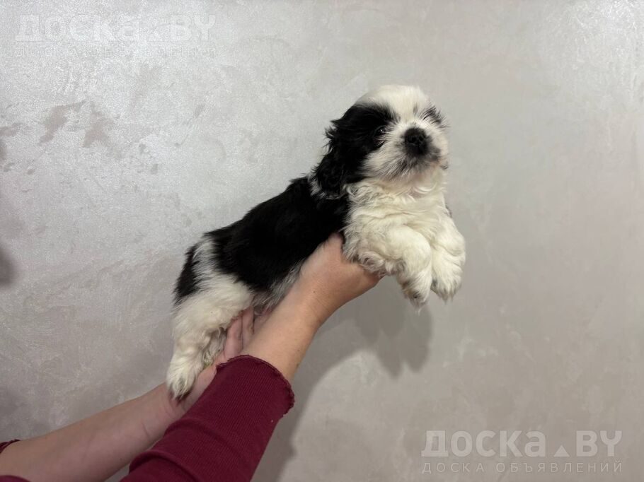 Ши-тцу