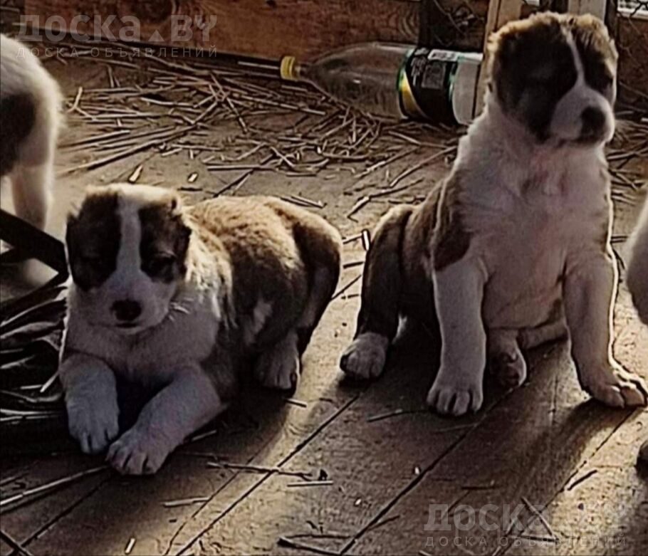 Среднеазиатская овчарка