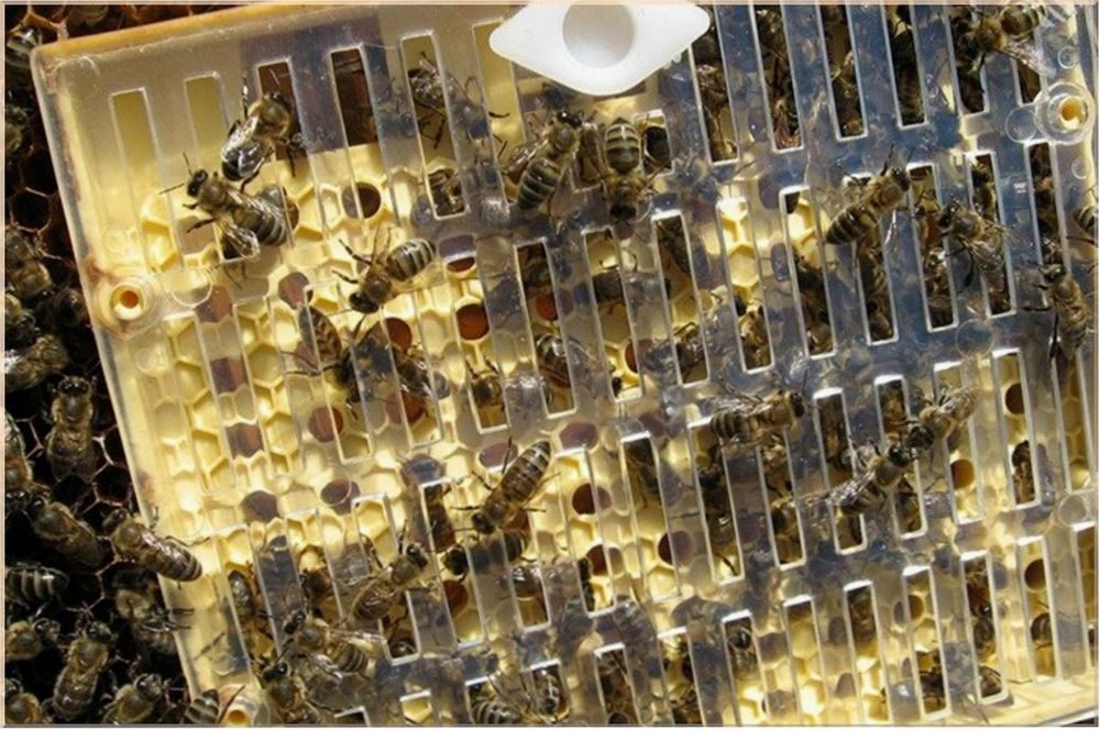 Фото календарь вывода пчеломаток