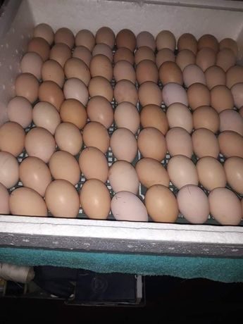 Купить инкубационное яйцо в свердловской области. Инкубационное яйцо Фокси Чик. Росс 708 бройлер яйцо. Мастер грей яйца. Инкубационное яйцо бройлера.