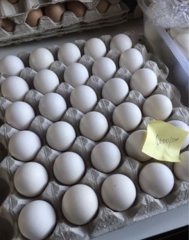 Купить инкубационное яйцо от производителя. Борковская барвистая яйцо. Инкубационное яйцо Леггорн. Инкубационное яйцо кур Леггорн. Гриз бар яйцо инкубационное.