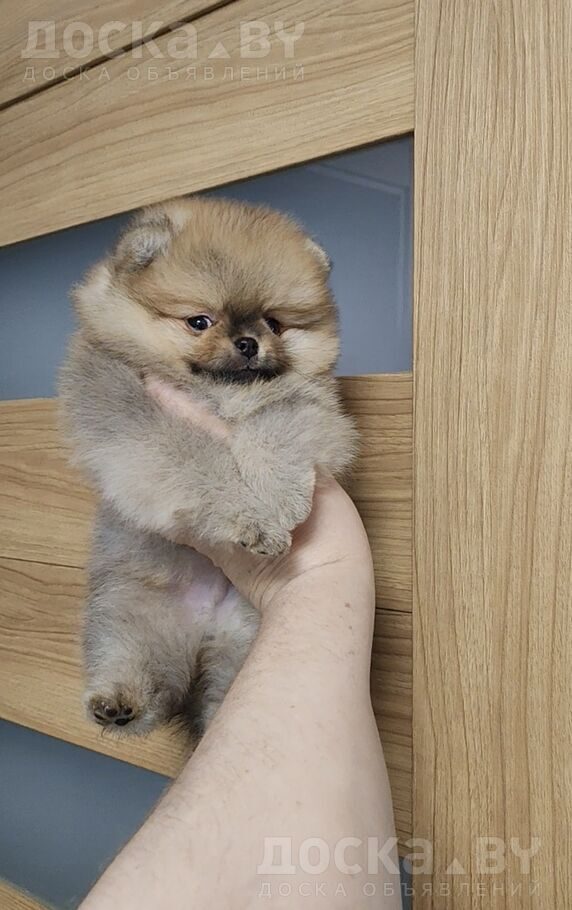 Померанский шпиц