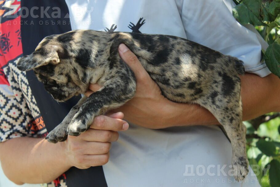 Французский бульдог