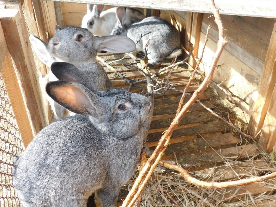 Кроль кролики крольчата шыншыла