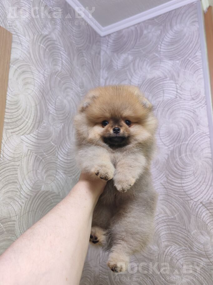 Померанский шпиц