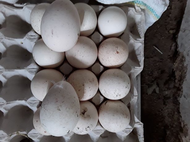 Яйца инкубационные купить сергиев посад