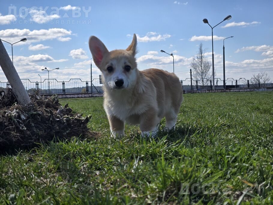 Вельш корги пемброк