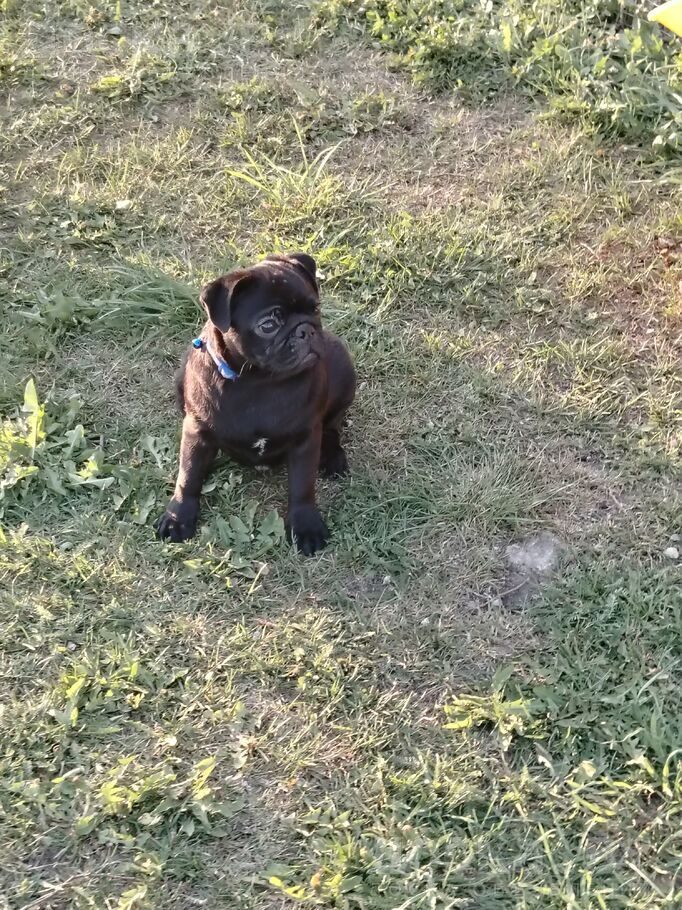 Мопс
