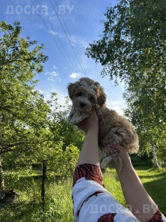 Мальтийская болонка