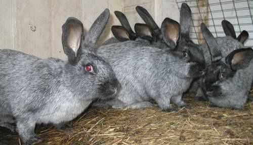 кролики Полтавське срібло