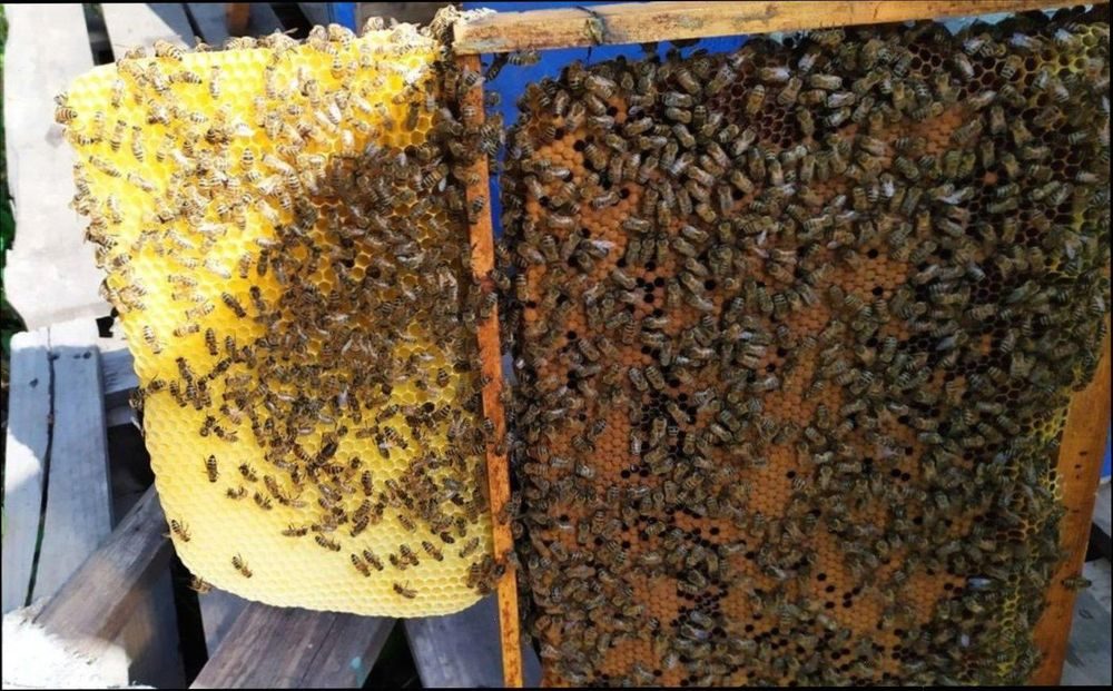Купить пчелопакеты в воронежской области. Карпатская пчела Тип Вучковский. Пакет пчел. Пакеты пчёл кардаван в лабинскорайонем. Купить пчелопакеты в Краснодарском крае.