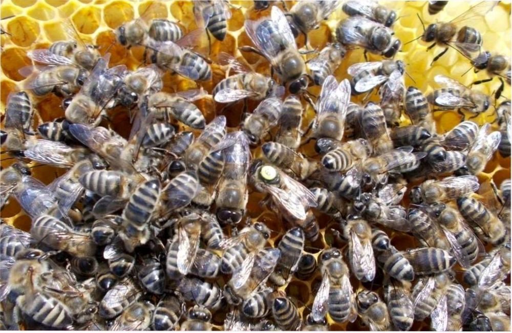 Купить пчел в белгородской. Пчела Карпатка. Майкопская (Карпатская) пчела. Карпатская порода пчел. Засев матки Карника.