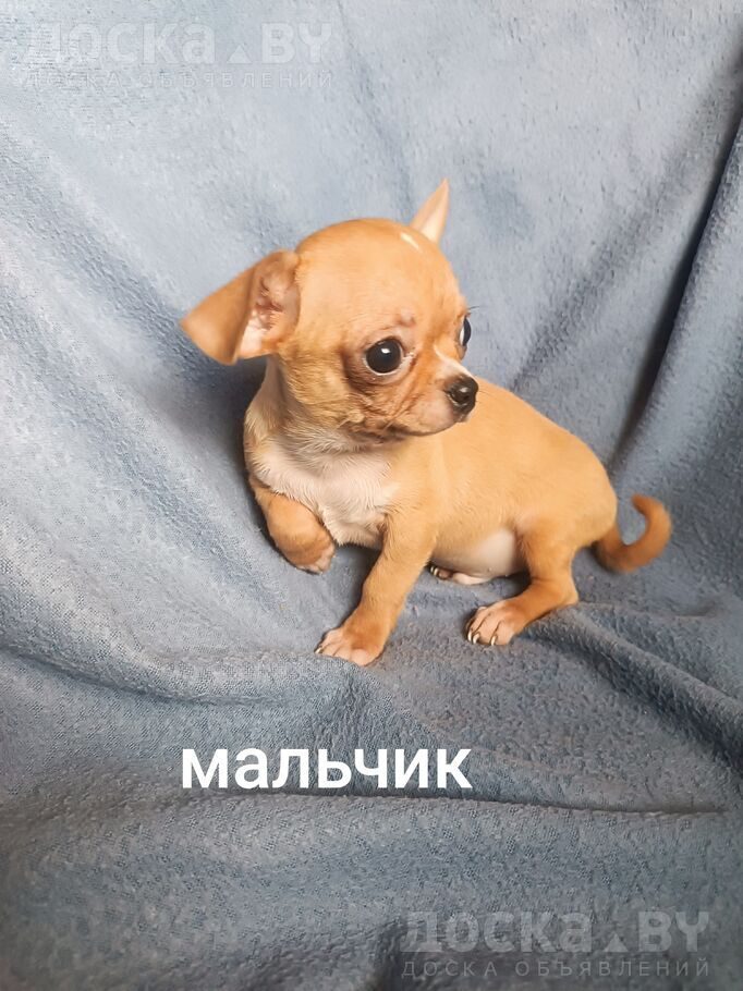 Чихуа-хуа