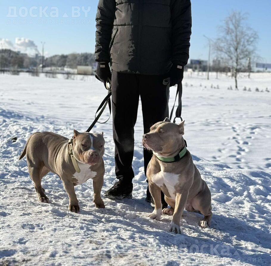 Американский булль