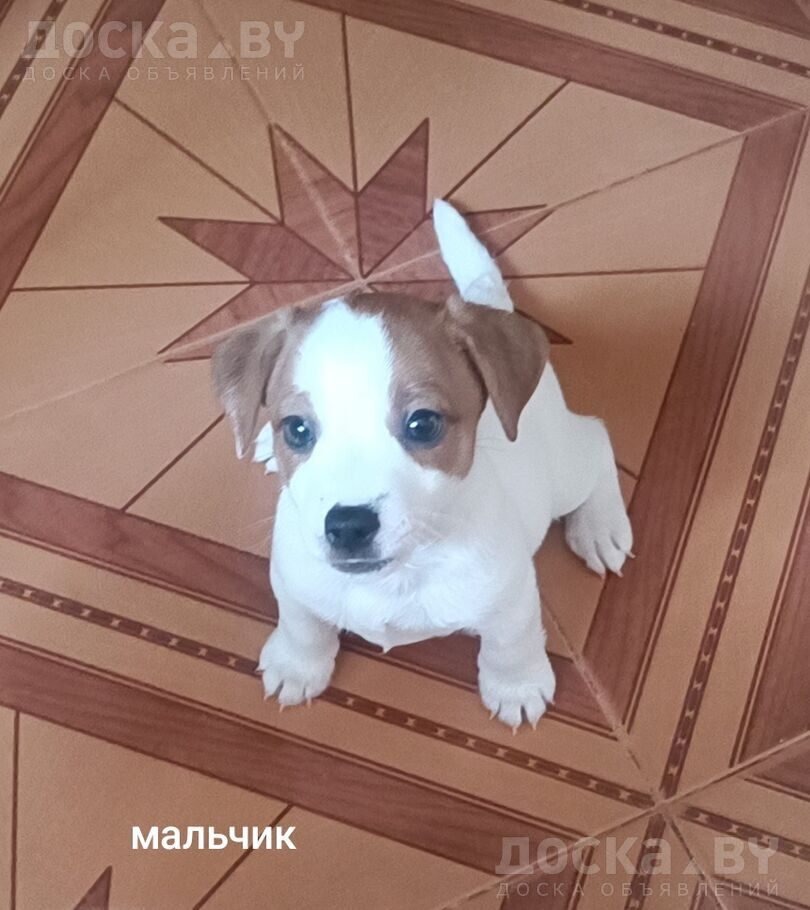 Джек Рассел терьер
