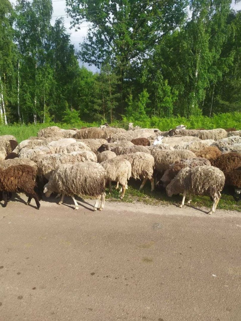 Где Купить Живого Барана В Москве