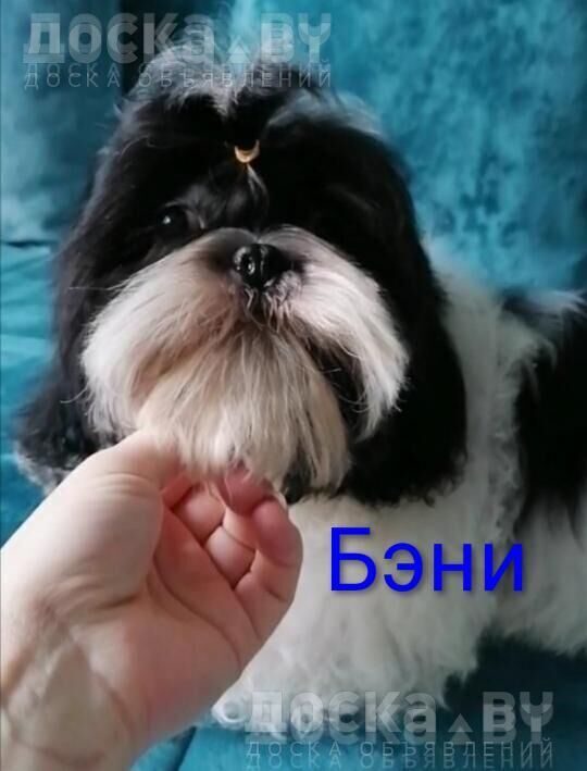 Ши-тцу