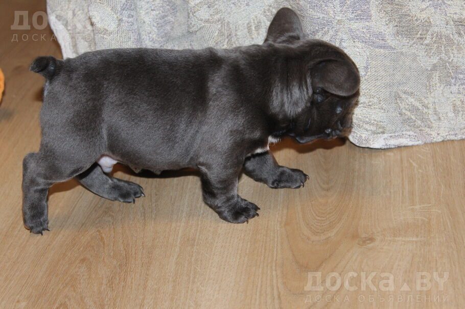 Французский бульдог