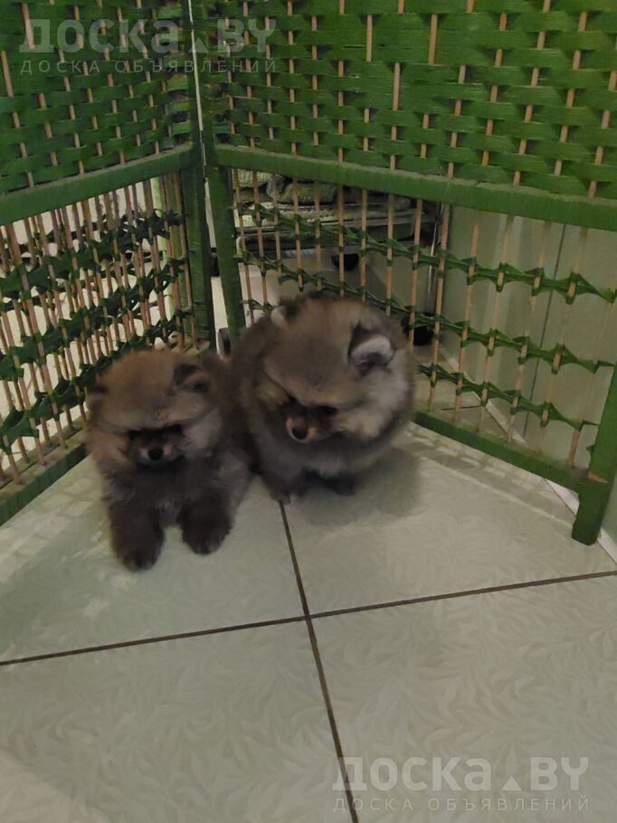 Померанский шпиц