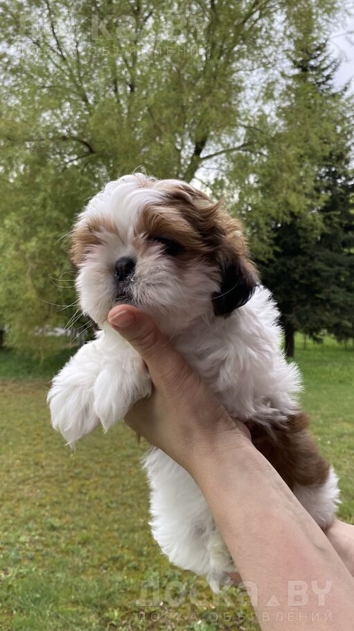 Ши-тцу