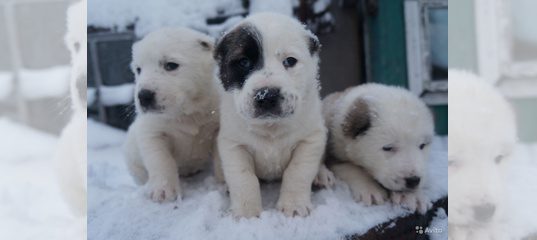 Продажа Щенков Алабая В Томске Сейчас