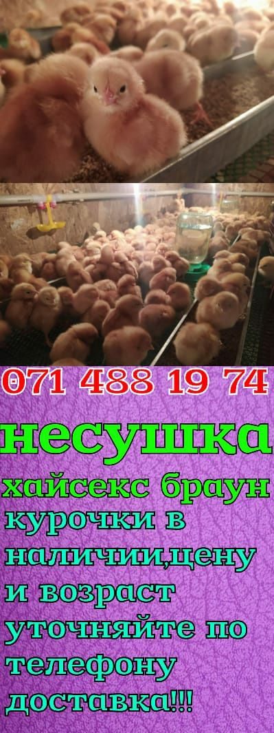 Продажа Сельхоз Животных В Днр