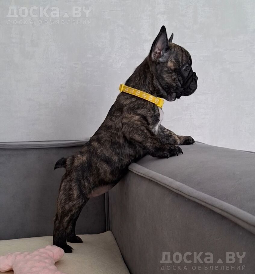 Французский бульдог