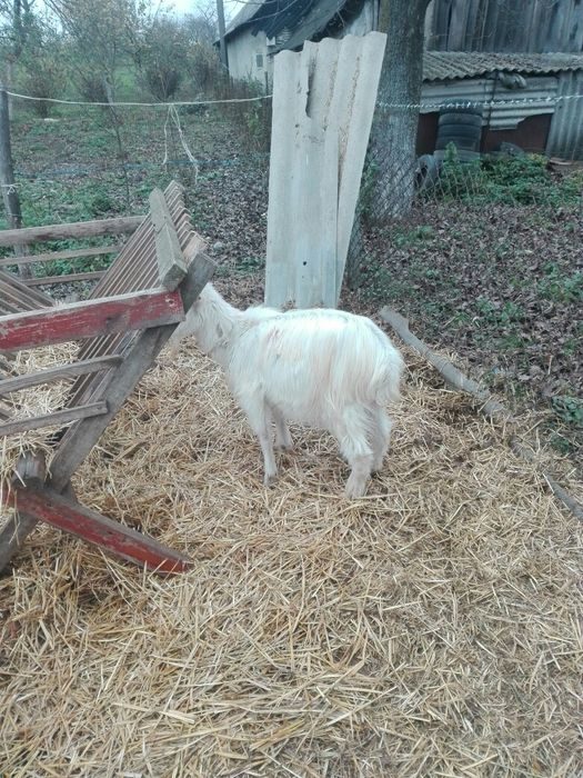 Продажа Сельхоз Животных Гродненская