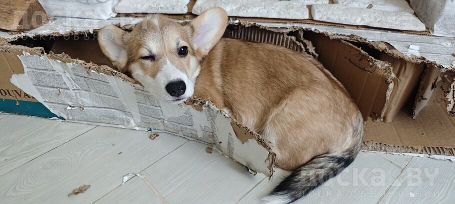 Вельш корги пемброк