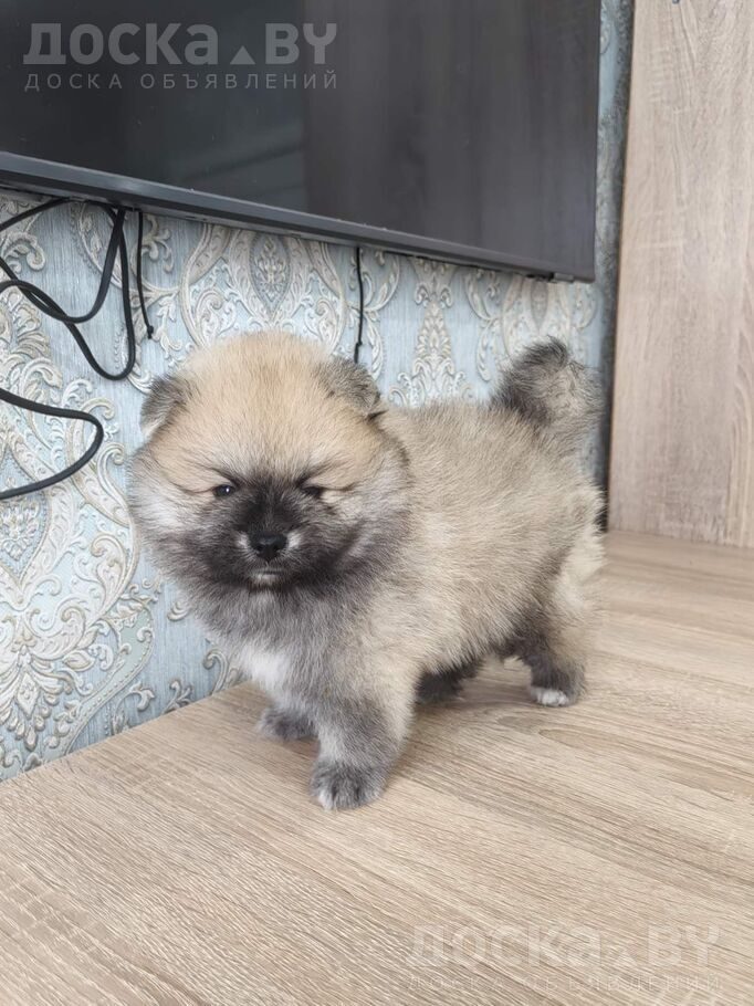 Померанский шпиц