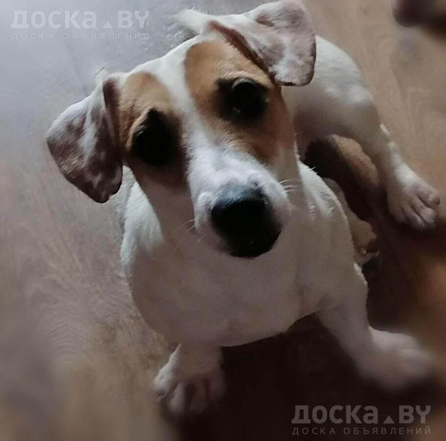 Джек Рассел терьер