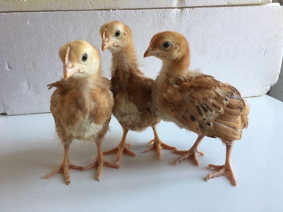 Цыплята браун фото. Цыплята Ломан Браун. Ломан Браун цыплята подрощенные. Цыпленок Браун Браун. Цыплята породы Роял Браун.