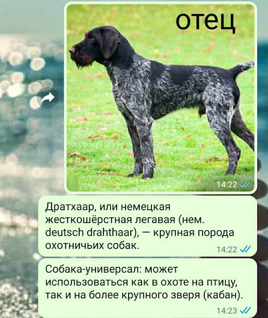 Купить Щенка Охотничьей Породы От Рабочих Собак