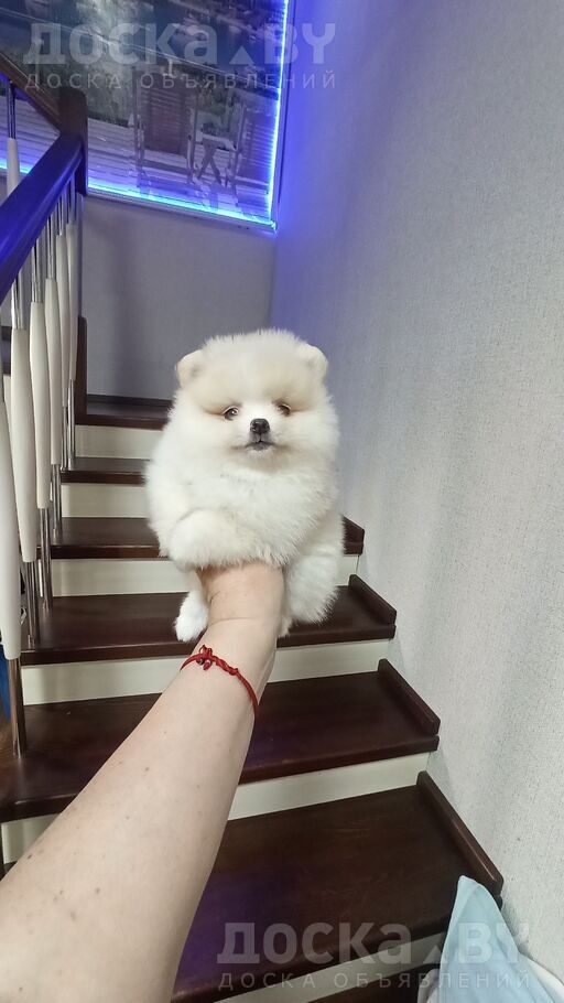Померанский шпиц