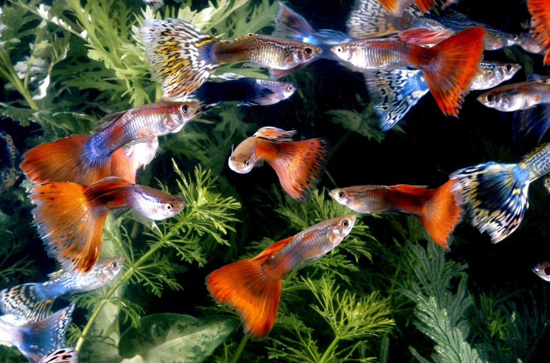 Молли аквариумные рыбки фото