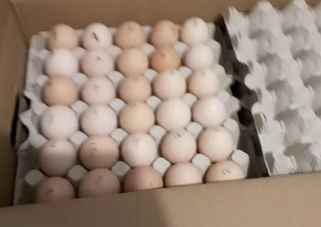 Воронеж купить инкубационное. Инкубационное яйцо Росс 308. Инкубационные яйца в машине. Инкубационное яйцо купить. Маркировка Кобб 500 яйцо коробка сверху.
