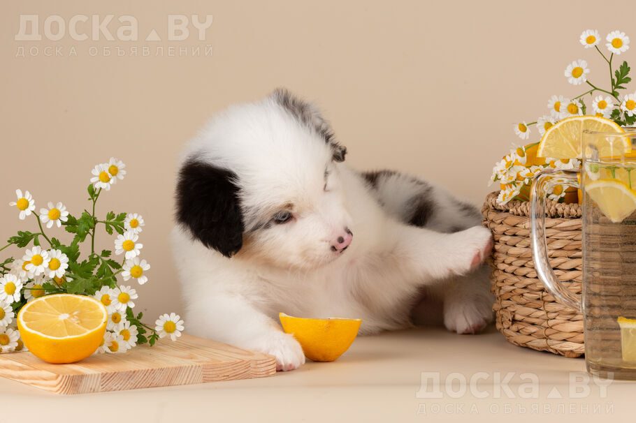Австралийская овчарка