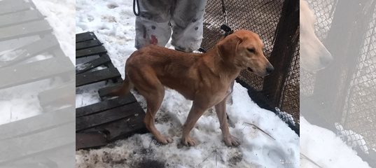 Купить Гончую Собаку В Городе Пензе