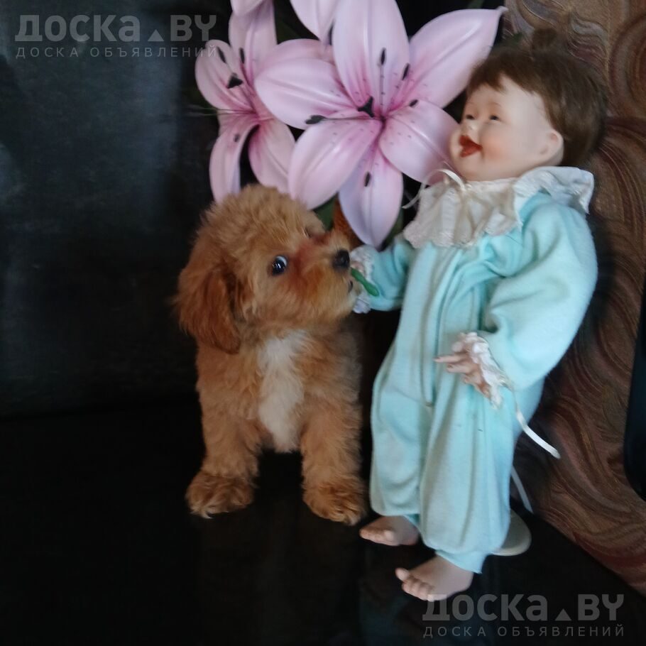 Той-пудель
