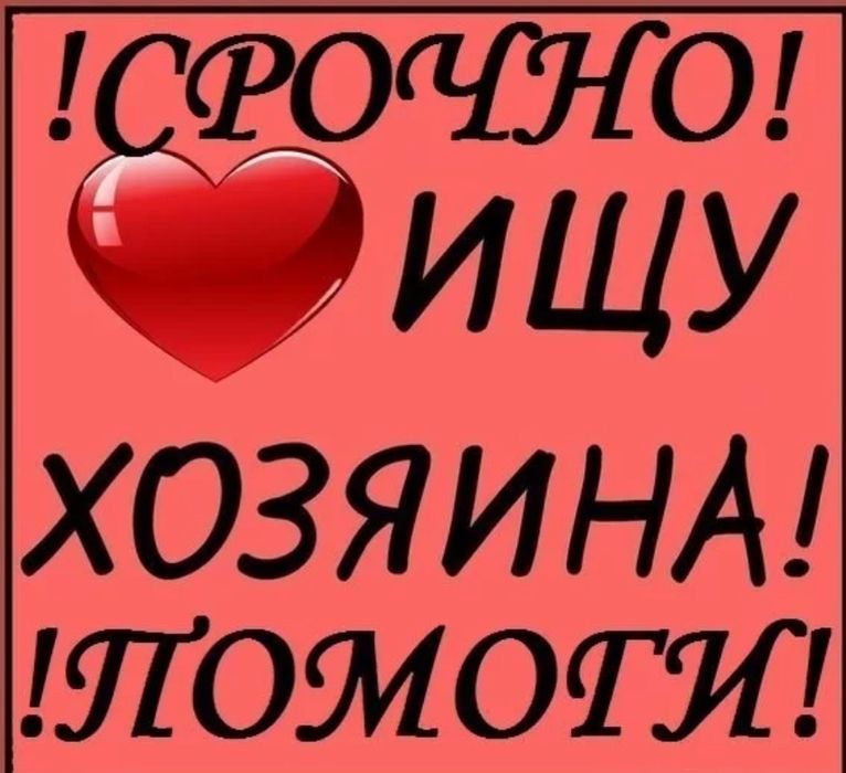 Срочно ищу. Ищу хозяина. Срочно ищем хозяев. Ищу хозяина для собаки. Надпись хозяин.