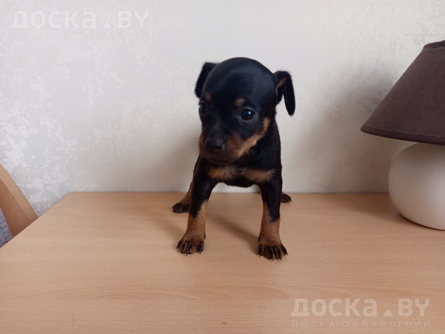 Русский гладкошерстный тойтерьер