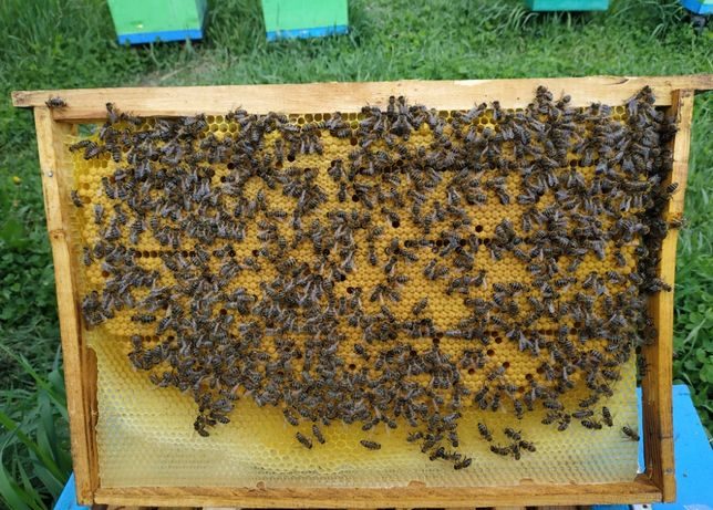 Авито краснодарский пчелопакеты. Пчелопакеты на 24 год. Пчелопакеты из Узбекистана. Пчелопакеты Узбекистан. Пчелопакеты фото.