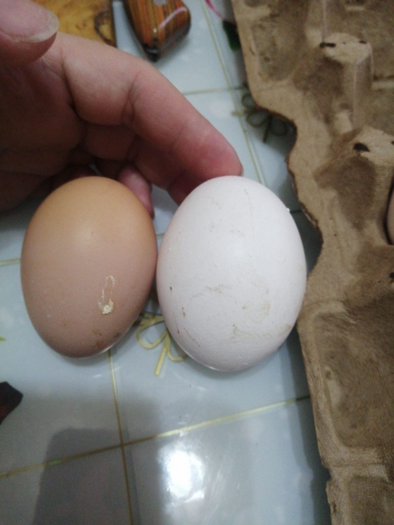 Яйцо инкубациянное