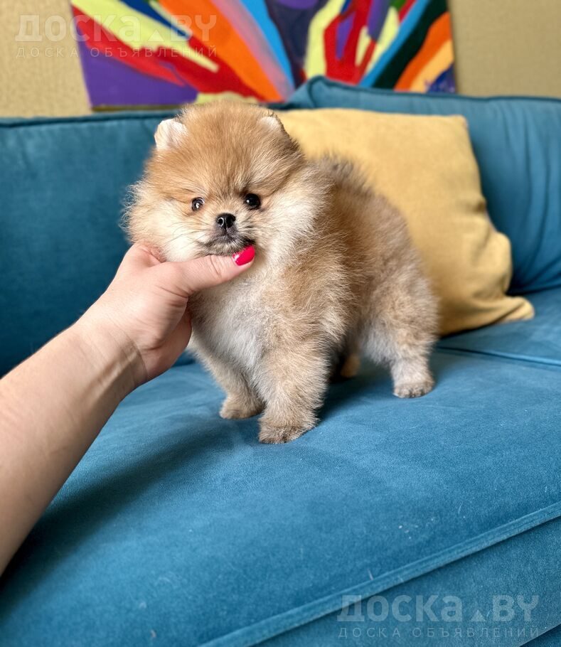 Померанский шпиц