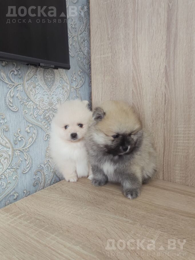 Померанский шпиц