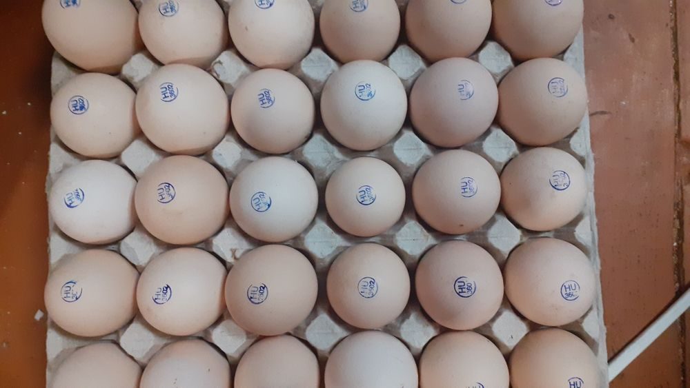 Купить яйцо инкубационное в нижегородской. Инкубационные яйца Росс 308 торговой марки орралар. Инкубационное яйцо бройлера Кобб 700. Яйцо инкубационное Росс-308 Россия. Cz1924 яйцо бройлера.