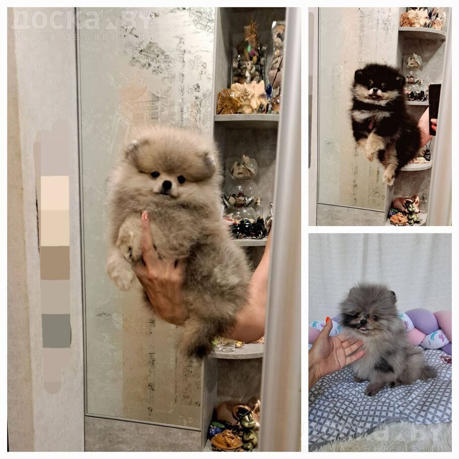 Померанский шпиц