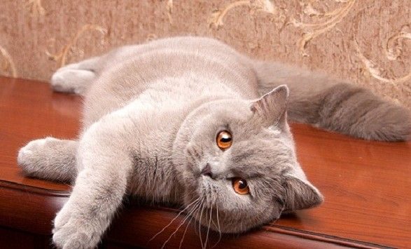 Лиловая Кошка Фото