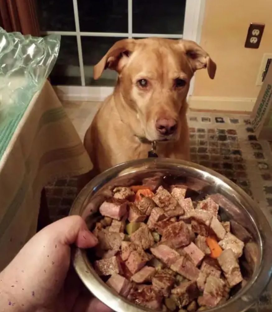 Чем кормить собаку кормом или натуралкой. Кормление собак. Еда для собак. Собака кушает. Собачка с едой.