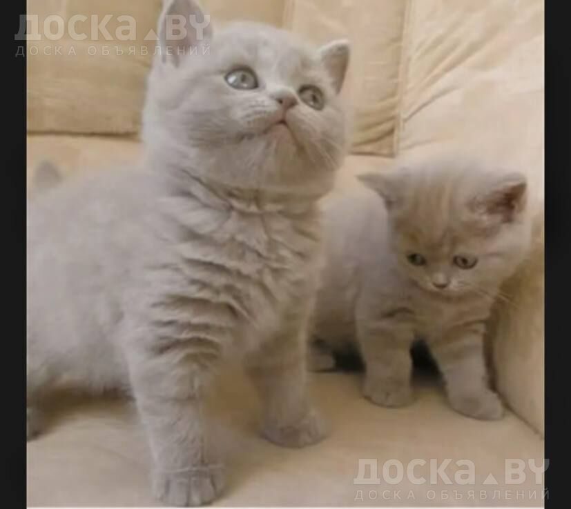 Котята Британцы Фото 1